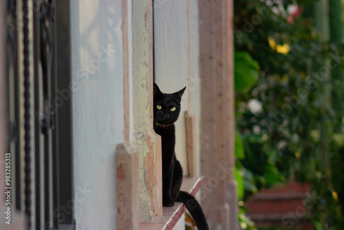 Gato en saliente