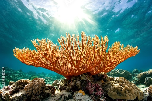 Giant fan corals, with their sprawling shapes providing a home for countless tiny sea creatures