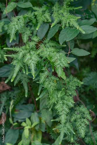 Two vines from East Asia, Lonicera japonica and Lygodium japonicum, growing wild in a Texas woodland.