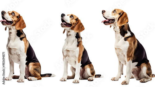 Playful Beagle Collection - Cheerful Set of Beagle Dog Portraits Sitting Happily Outdoors , Transparent Background