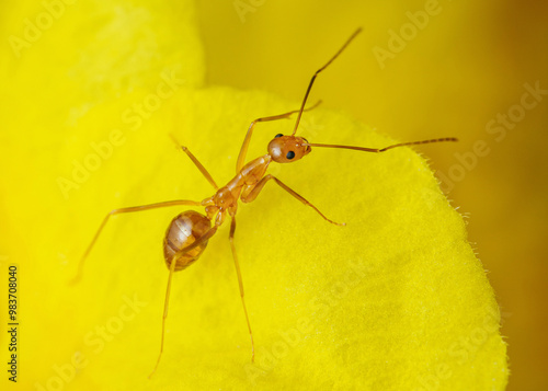 Yellow crazy ant on yellow petal background.