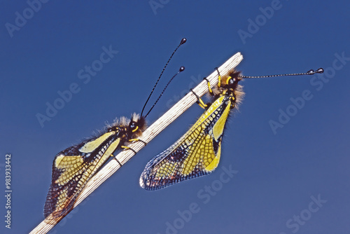 female specimens of owly sulphur