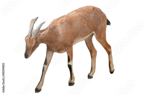 Female Ibex (Capra spp.) Isolated on a Transparent Background PNG