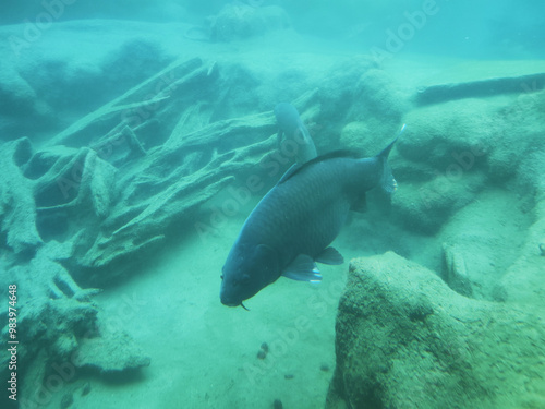 Carpe sous l'eau