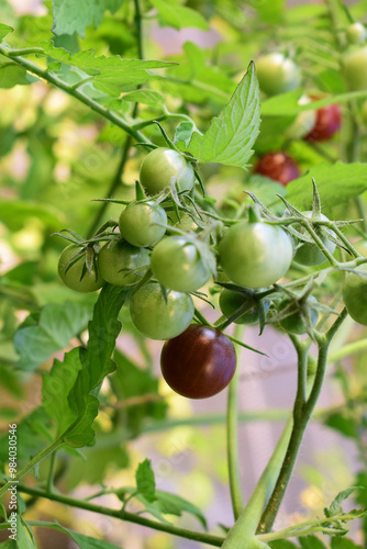 Reife und unreife Tomaten von Rispentomate im Glashaus