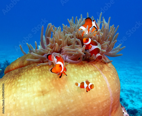 Four False clown anemonefish in anemone Boracay Island Philippines