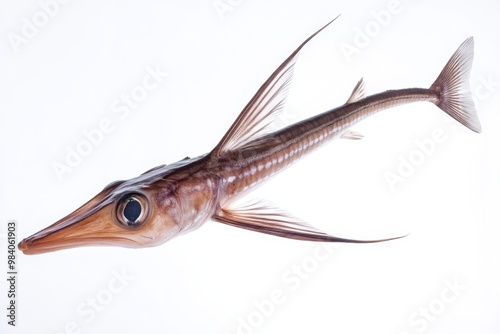 Elongated Lancetfish Against Immaculate White Background