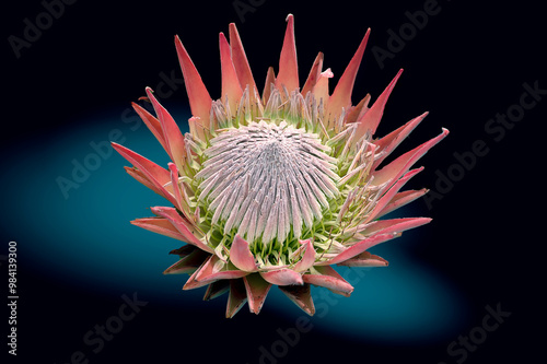 Cette image montre une fleur de Protea cynaroides, communément appelée "Fleur de Roi" ou "King Protea" en anglais.