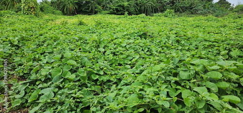 Hogvines grow over vacant, uncultivated land. Operculina turpethum (L.) Silva Manso grows as weed covering the ground surface and tops of medium-sized trees. Weeds are useful for reducing swelling, 