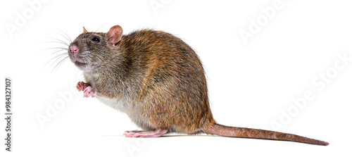 Side view of a brown rat looking up On its hind legs, Rattus norvegicus, isolated