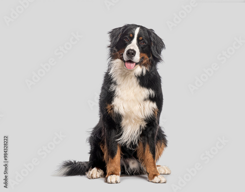 Happy Bernese mountain dog sitting on a grey background and looking at the camera with its tongue out