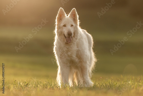 Portrait of an elderly white shepherd dog in summer outdoors during sundown