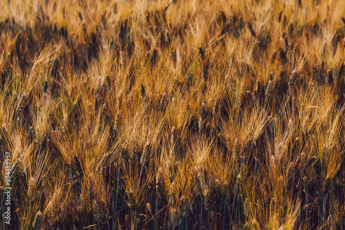 Ripening ears of wheat field at golden sunlight. Rich harvest Concept, cultivation of ecological organic food. Cereal grain which is a worldwide staple food, Rural Farming agriculture under sunlight