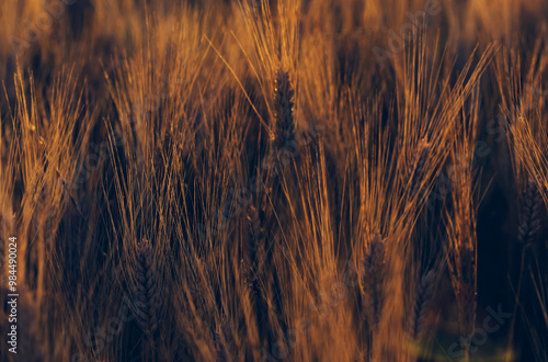 Ripening ears of wheat field at golden sunlight. Rich harvest Concept, cultivation of ecological organic food. Cereal grain which is a worldwide staple food, Rural Farming agriculture under sunlight