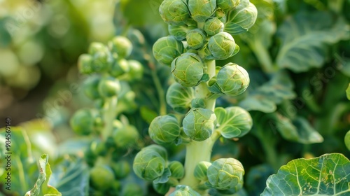 Close-up of Brussels Sprouts Growing in a Garden