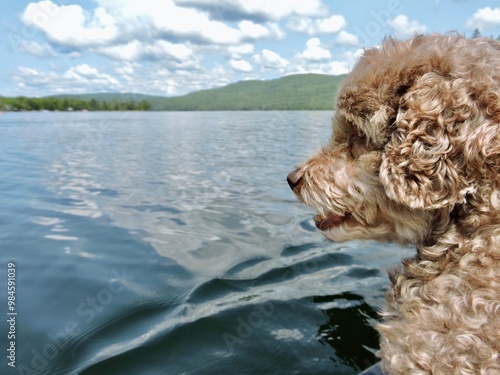 Chien au bord d'un lac