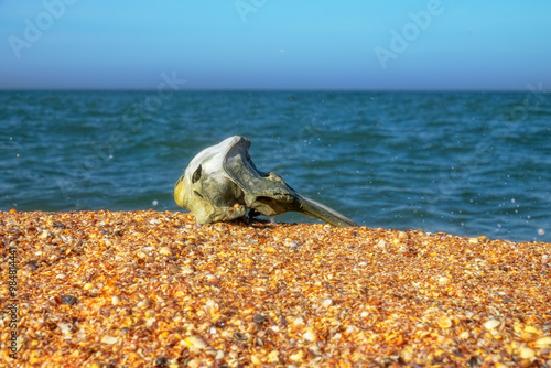 Waves washed up common porpoise (Phocoena phocoena) skull on a sandy beach. The death of dolphins in the Sea of Azov