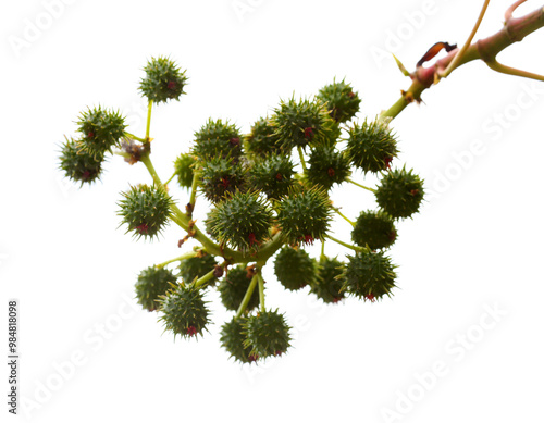 Flora of Gran Canaria - leaf of Ricinus communis, the castor bean, introduced species