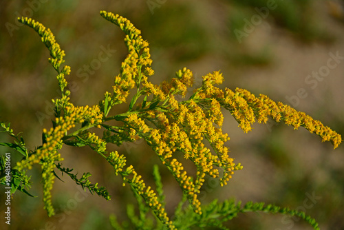 Nawłoć kanadyjska, Solidago canadensis, Canada goldenrod, Canadian goldenrod, Solidago canadensis yellow flowers