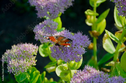 Motyl na kwiatach rozchodnika, Rusałka pawik (Aglais io) na rozchodniku, rozchodnik okazały, rozchodnikowiec, Hylotelephium spectabile syn. Sedum spectabile, showy stonecrop, butterfly stonecrop