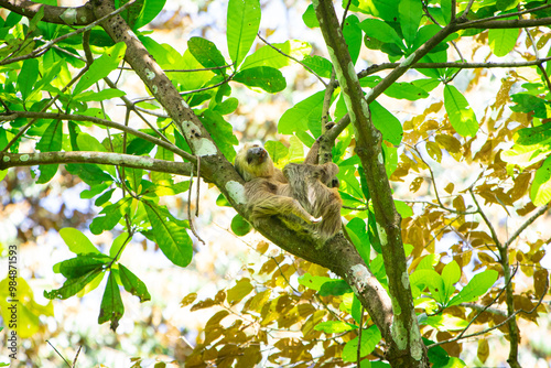 Siesta de la tarde, perezoso