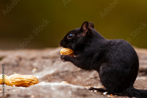 Eastern chipmunk (tamias striatus) (black morph) perched on a rock eating a peanut.