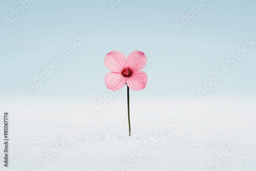 Pink flower blooming in a snowy landscape, symbolizing resilience and contrast between delicate nature and harsh surroundings. The scene highlights beauty and simplicity in a cold environment.