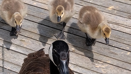 ducks on the roof