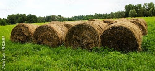 Harvesting in summer