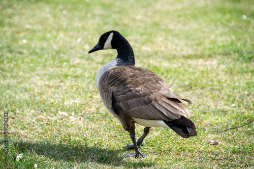 Canadian geese, Branta canadensis on the lake. Wild geese swim in the Park,Close-up of a Canada goose Branta canadensis, foraging in a green meadow