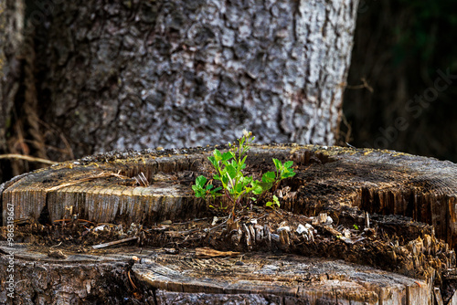 A wild plant grows on the stump of a sawn-off tree