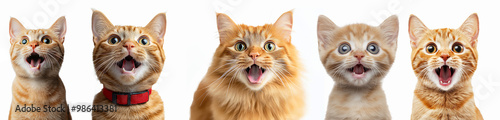 Angry and surprised cat isolated on transparent png background with a funny and excited expression