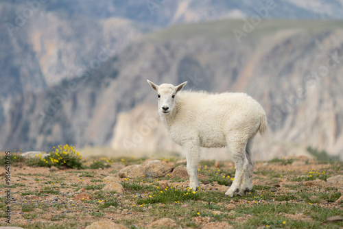 Mountain goat baby