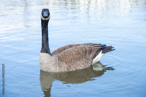 Canadian geese, Branta canadensis on the lake. Wild geese swim in the Park,Close-up of a Canada goose Branta canadensis, foraging in a green meadow