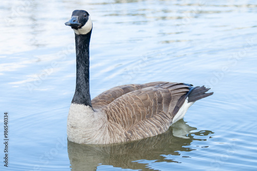 Canadian geese, Branta canadensis on the lake. Wild geese swim in the Park,Close-up of a Canada goose Branta canadensis, foraging in a green meadow