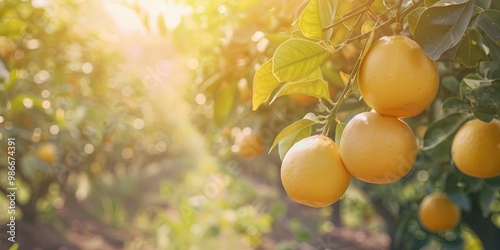 Mature yellow grapefruit suspended from a branch in a lively citrus grove.