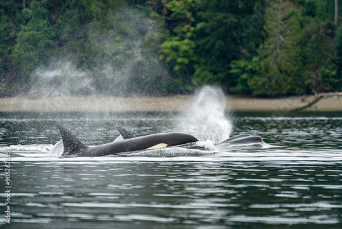 Two orcas in profile emerging from the water on the puget sound, with significant water spray