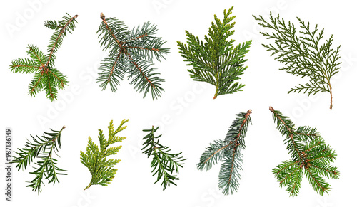 A set of different coniferous branches isolated on white background. Branches of blue spruce, spruce, thuja, yew. Design element for creating collages, festive Christmas arrangements, frames, wreaths.