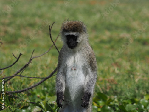 A monkey in Lake Naivasha, Kenya, climbed onto our boat and gave us this magnificent view, baby included