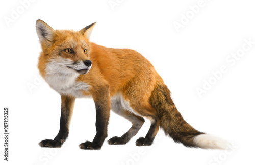 Foxes are small to medium sized omnivorous mammals belonging to several genera of the Canidae family. They have a flat skull, erect and triangular ears, a pointed snout and a long, bushy tail.