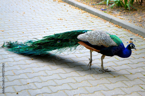 Beautiful male peacocks with long tails. Peacocks walk in the park on the green grass. Peacocks with blue high necks and long bright tails. High quality photo