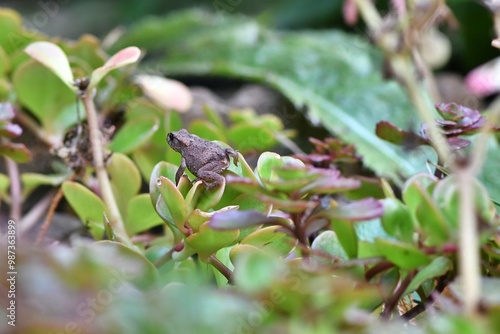 Młoda ropucha szara (Bufo bufo)