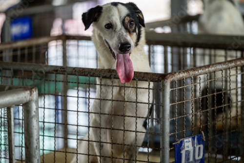 A playful dog with a wagging tongue waiting for adoption at an animal shelter during the day