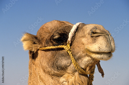 Dromadaire, Camelus dromedarius, Maroc