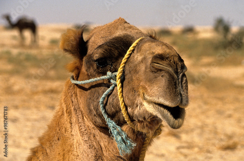 Dromadaire, Camelus dromedarius, Maroc