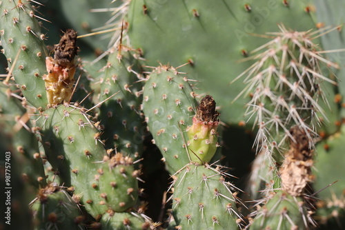 kaktus opuncja Opuntia fragilis Freisina