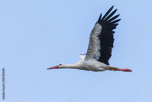 Fliegender Weißstorch 3