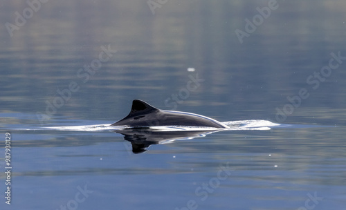 Harbour porpoise breaching the surface in a Norwegian fjord