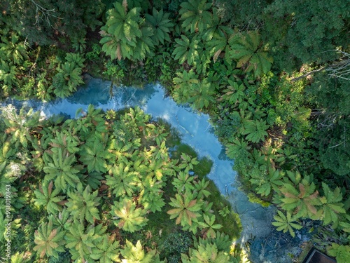 Bright blue pond and creek amongst punga fern trees in the Whakarewarewa Forest, Rotorua, Bay of Plenty, New Zealand.