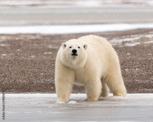 Polar Bear (Ursus maritimus), Barter Island, Kaktovik Alaska